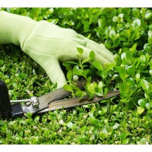 Cần 1 nam làm vườn chăm cây – rau cho gia đình ở Củ Chi