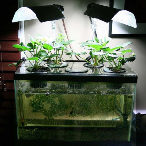 Em cần chị về nội trợ, dọn dẹp nhà cửa và nấu ăn ở Tân Bình