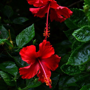 Tuyển Gấp! Cần Chị Giúp Việc Nhà Quận 3 - Lương 12 triệu ( bao ăn ở )