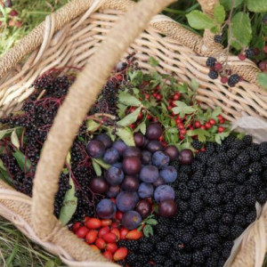 LƯƠNG TRẢ 11 TRIỆU BAO ĂN Ở CẦN CÔ ĐẾN GIÚP VIỆC NHÀ