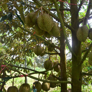 Cần 1 chú canh vườn cho chủ ở Long An ( bao ăn ở )