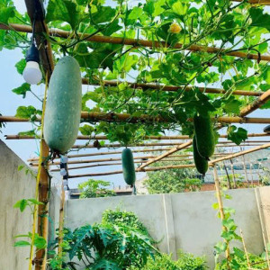 CẦN GẤP  CẦN GẤP