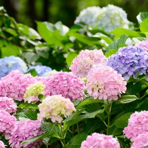 Cần chị giúp việc nhà  người Nghệ an  Làm ở Dĩ An ,bình dương