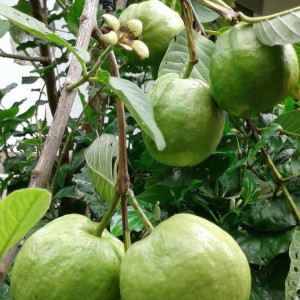 Em đang cần gấp chị về chăm bà ở QUẬN 3, Chị làm được ngay liên hệ em 0966205254