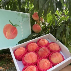 Cần tìm cô giúp việc nhà ở Đồng Văn Cống , quận 2