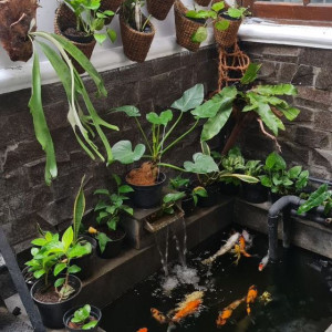 CHUNG  CƯ VINHOMES QUẬN 9 CẦN CÔ GIÚP VIỆC LƯƠNG 12 TRIỆU