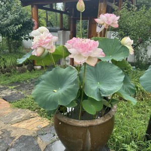 NHÀ EM Ở ĐƯỜNG SƯ VẠN HẠNH, QUẬN 10 CẦN CHỊ GIÚP VIỆC NHÀ LƯƠNG 11 TRIỆU+ PHỤ CẤP 1 TRIỆU