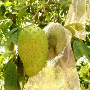 Cần 1 cặp vợ chồng làm vườn gia đình ở Gò Dầu Tây Ninh