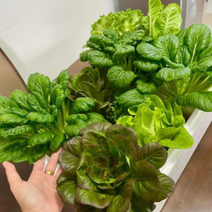 NHÀ EM ĐANG CẦN GẤP CHỊ VỀ CHĂM BÀ LÀM Ở LẠI NHÀ EM CÓ THỂ ĐI LÀM ĐƯỢC NGAY