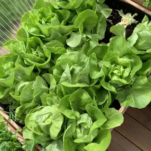 Tuyển Giúp việc nhà Quận 12 ở lại - Lương 12 triệu