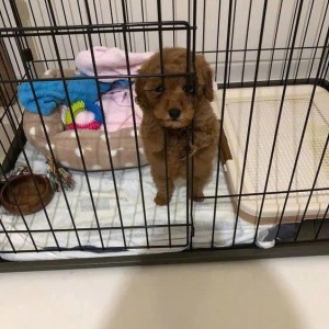 Chung cư quận 7 có em cún dễ thương