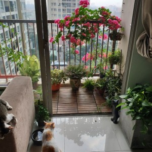 CẦN CÔ CHĂM ÔNG ĐI LẠI YẾU ĐI VỀ Ở HIỆP BÌNH CHÁNH