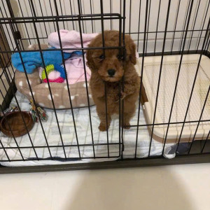 Chung cư quận 7 có em cún dễ thương như ảnh