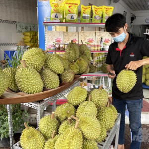 cần 1 bạn phụ bán Sầu Riêng