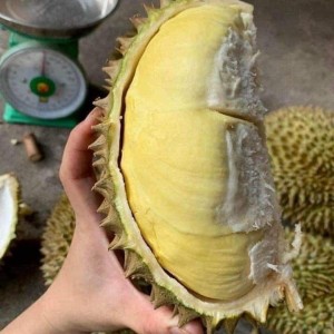 Cần nam khui sầu riêng ở Nhơn Trạch , Đồng Nai