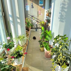 Cần cô chăm bé 15 tháng , ở quận 2 , chung cư .