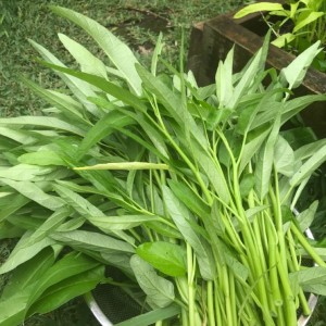 Lương 10 Triệu Nhà Ở Bế Văn Đàn- Tân Bình Có Bà Nay 80 Tuổi Sức Khỏe Yếu- Cần Chị Lo Cho Bà