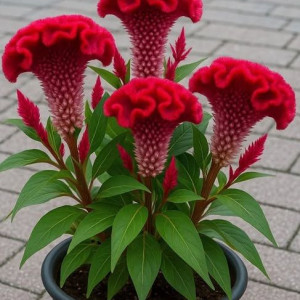  BÀ LỚN TUỔI CẦN CHỊ VỀ HỖ TRỢ BÀ Ở QUẬN 10 LƯƠNG 13 TRIỆU