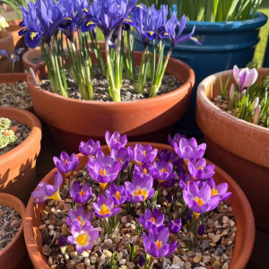 Gia đình có 4 thành viên cần tìm chị về nội trợ