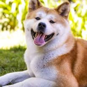 Cần tìm 1 anh chăm chó làm việc tại Đồng Nai