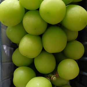 NGÔ GIA TỰ, QUẬN 10 CẦN CHỊ GIÚP VIỆC NHÀ LƯƠNG 12 TRIỆU+ PHỤ CẤP 1 TRIỆU