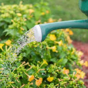 Cần Nam Làm Vườn Tại Bình Dương