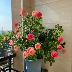 Giúp việc nhà ở đường Cộng hòa, Tân bình