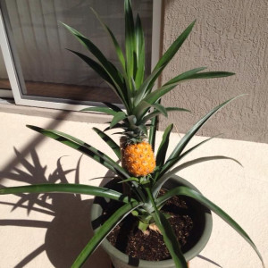 CẦN CHỊ CHĂM BÀ EM 80 TUỔI Ở GẦN CÔNG VIÊN HOÀNG VĂN THỤ, TÂN BÌNH