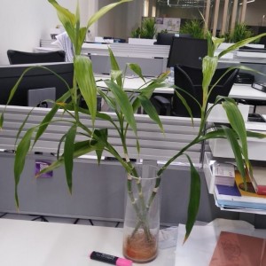 TUYỂN DỤNG NHÂN VIÊN SALES – MARKETING  Làm ở quận 11 .