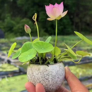 NHÀ EM ĐANG MONG MUỐN TÌM CHỊ GIÚP VIỆC NHÀ TRONG HÔM NAY