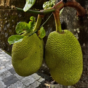CẦN TUYỂN NGƯỜI CHĂM SÓC VƯỜN MÍT – LÀM LÂU DÀI