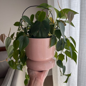 Nhà em cần tìm gấp cô giúp việc nhà khu vực Quận 1 ạ! Lương 12 triệu ( bao ăn ở )