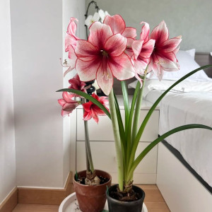 Gia đình em muốn tìm chị giúp việc làm ở lại tại Quận 2 đường Nguyễn Văn Cừ