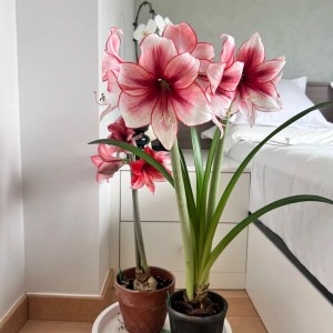 VỢ CHỒNG EM CẦN CÔ GIÚP VIỆC NHÀ- QUẬN 1- LƯƠNG 12 TRIỆU- BAO ĂN Ở