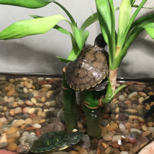 Em cần tìm gấp một cô giúp việc nhà thật thà, siêng năng cho nhà em ở Quận 10 LƯƠNG 12 TRIỆU