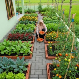 Cần Cô Chăm Ông