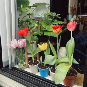 NỘI EM NĂM NAY 88 TUỔI NÊN ĐI ĐỨNG YẾU CẦN CHỊ VỀ CHĂM BÀ