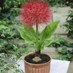 QUẬN 3 ( đường Hai Bà Trưng ) - CẦN TÌM CHỊ GIÚP VIỆC NHÀ