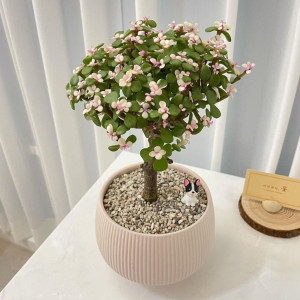 Nhà em cần gấp cô giúp việc dưới 55 tuổi làm ở lại nhà em ở Quận 4 LƯƠNG 13 TRIỆU