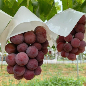 Cần chị giúp việc nhà, ở Quận Bình Tân