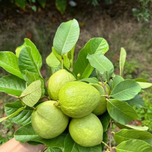 EM CẦN NGƯỜI VỀ DON DẸP NHÀ CỬA Ở VỚI MẸ EM NĂM NAY 60 TUỔI, CÒN KHỎE MẠNH