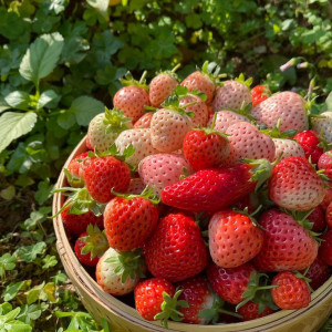 Cần cô chăm bé – phụ việc nhà ở hiệp bình chánh – Thủ Đức