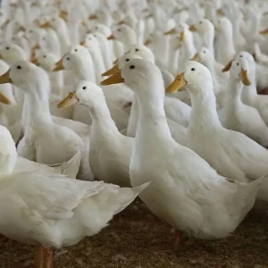 Cần cặp vợ chồng chăm vịt ở Củ Chi ( bao ở ko bao ăn )