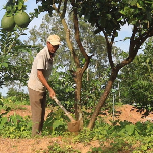 Tuyển Nam làm vườn chăm sóc cây ăn Trái ở Củ Chi- HCM Lương khởi điểm 9tr Bao Ăn Ở