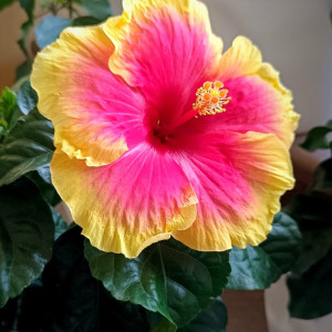 Tuyển Cô Giúp Việc Nhà Quận 1 - lương: 13 triệu ( bao ăn ở )