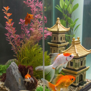 CẦN CHỊ GIÚP VIỆC TẠI CHUNG CƯ QUẬN 3 CÓ THỂ ĐI LÀM NGAY