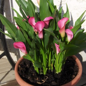 Cần chị giúp việc nhà – phụ chăm bé , nhà tân phú